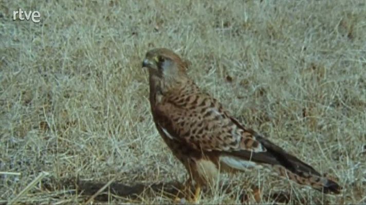 Silencio roto - Cuerpo a cuerpo