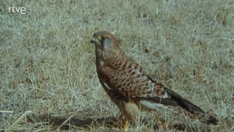 Silencio roto - Cuerpo a cuerpo - Silencio roto | Ver