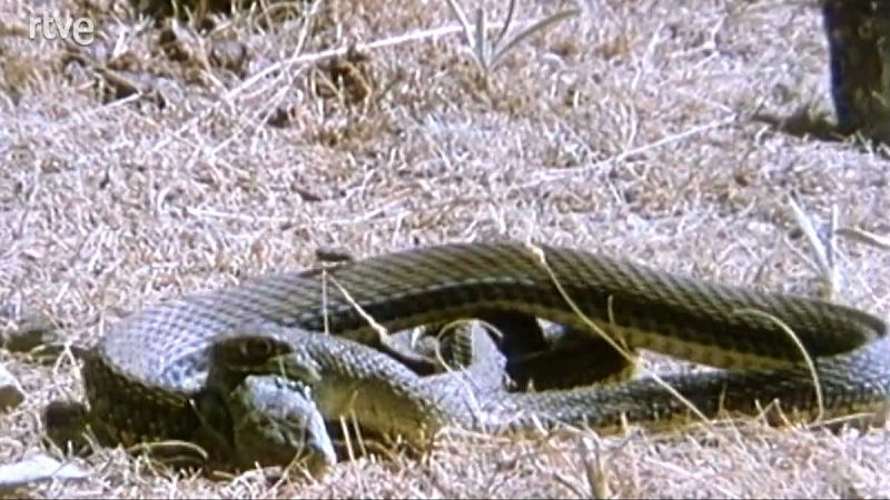 Silencio roto - Armas y artima�as - Silencio roto | Ver