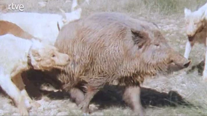 Silencio roto - Ocasos