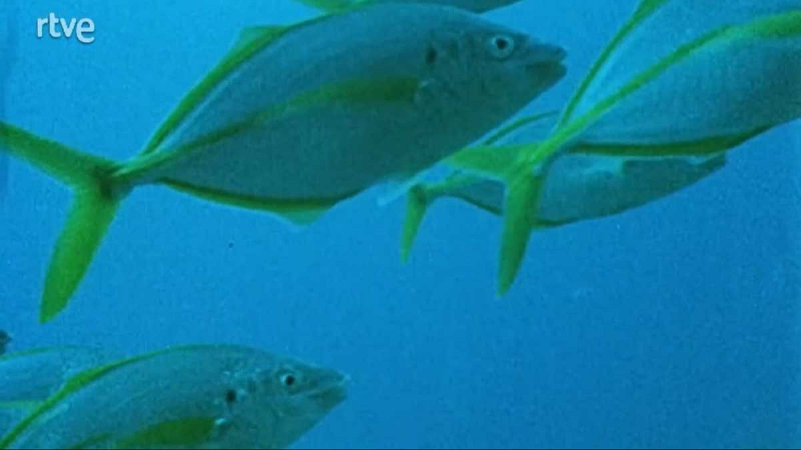 Silencio roto - Rutas invisibles - Silencio roto | Ver