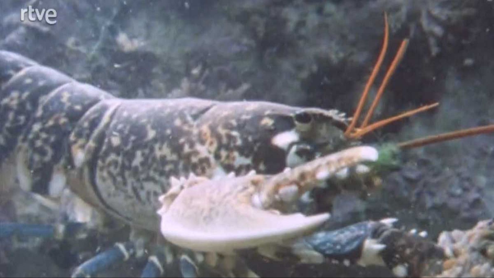 Silencio roto - Arquitectura - Silencio roto | Ver