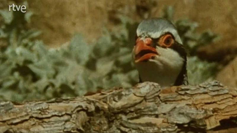 Silencio roto - Lenguajes - Silencio roto | Ver