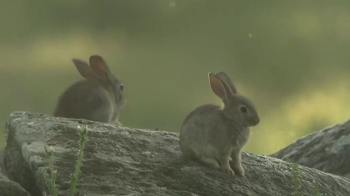 Objetivo Planeta - La fotografía del conejo de monte peninsular