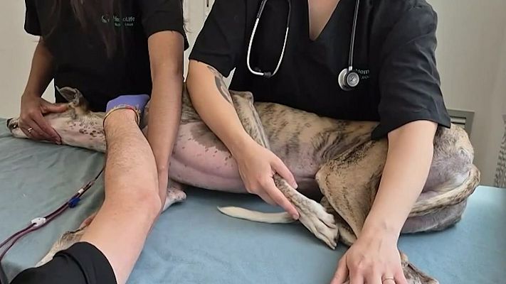 Mañaneros 360 - Perros y gatos donantes de sangre