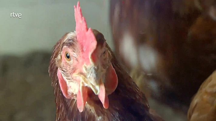 La aventura del Saber - Gallinas felices