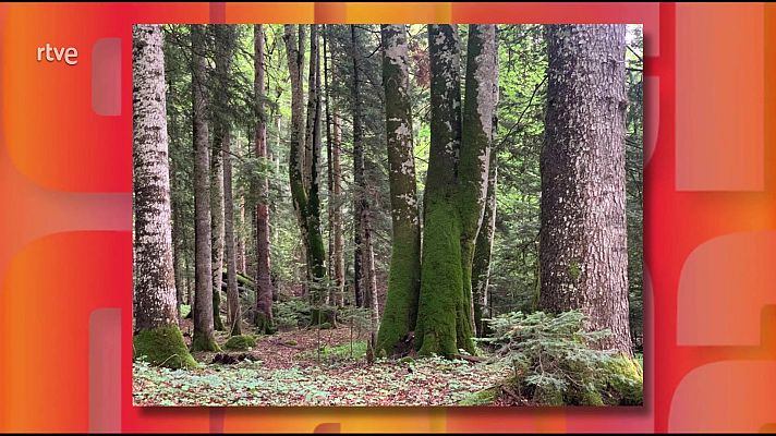 Saber y ganar - Saber y ganar - 26/11/25