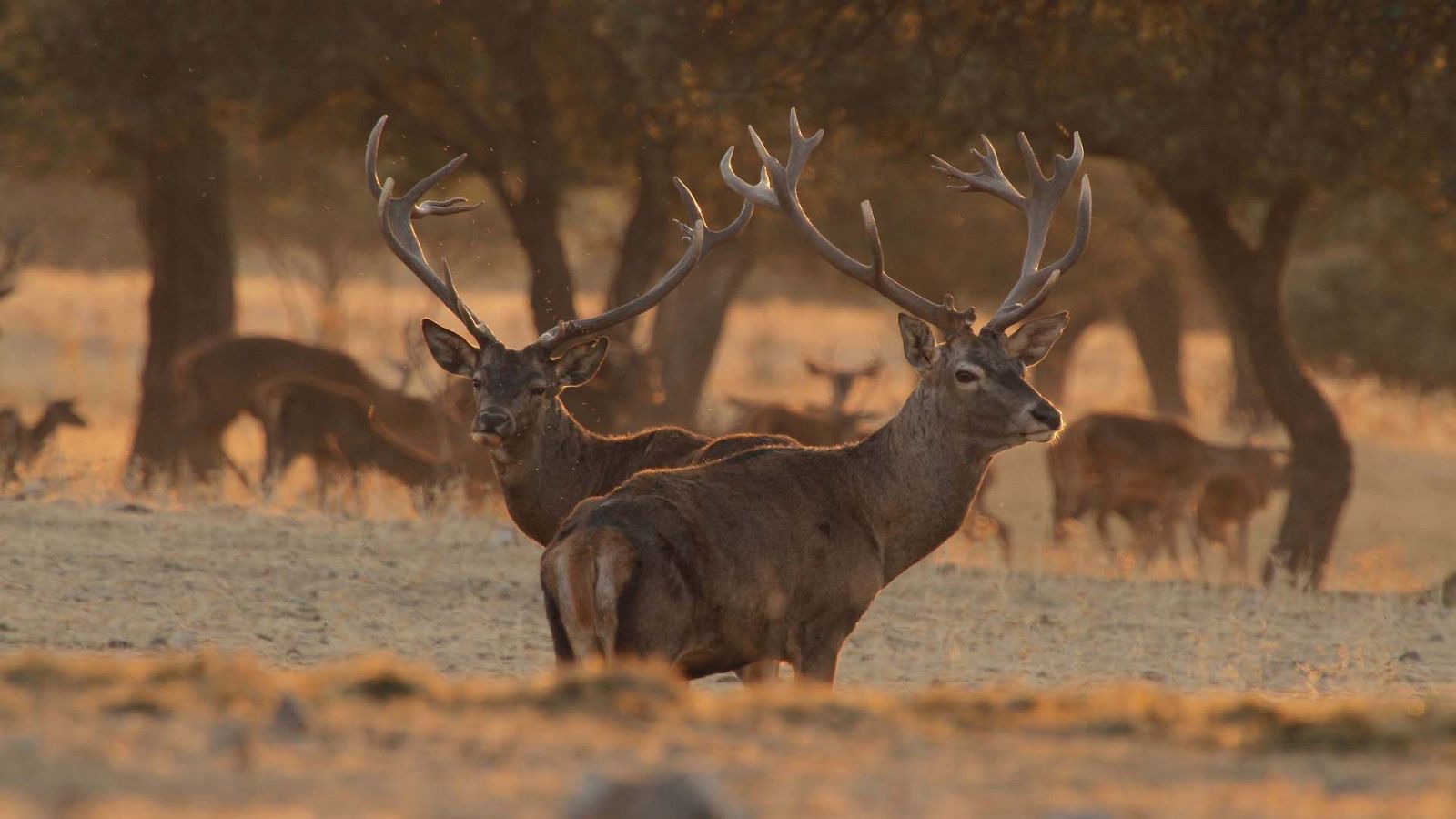 Dehesa - Episodio 2 - Dehesa | Ver