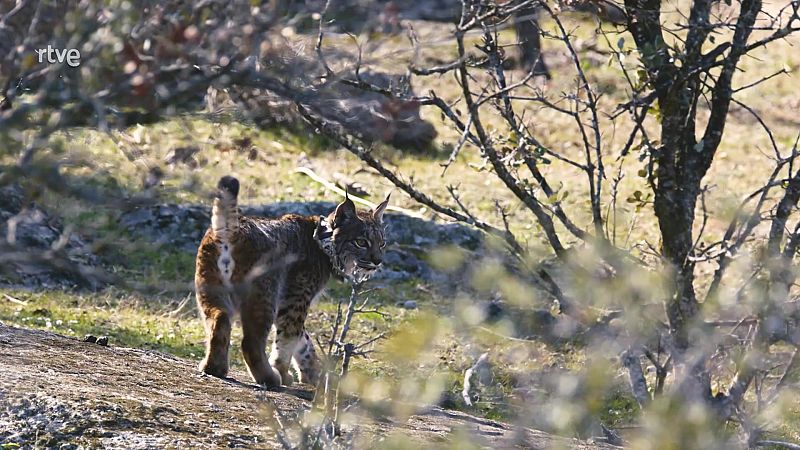Hijos de Saliega - El retorno del lince - Episodio 1 - Hijos de Saliega. El retorno del lince ibrico | Ver