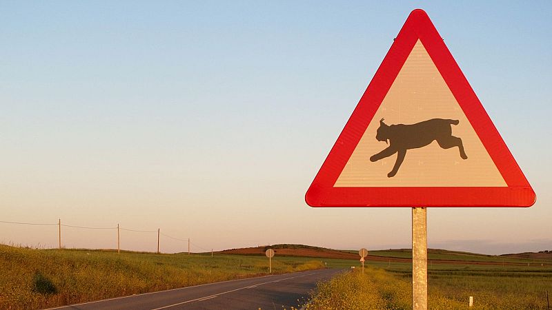 Hijos de Saliega - El retorno del lince - Episodio 2 - Hijos de Saliega. El retorno del lince ibrico | Ver