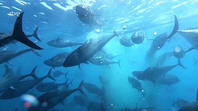 Agrosfera - 29/11/25