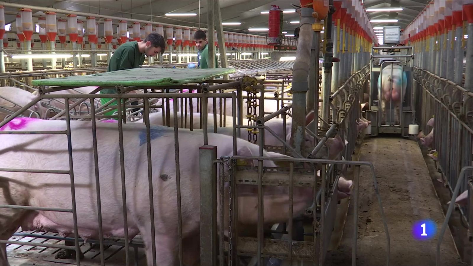 El sector porcí pren mesures per blindar-se de la pesta