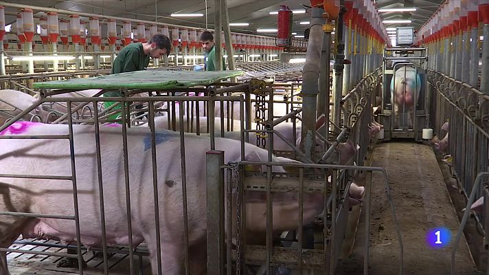 L'Informatiu - El sector porcí pren mesures per blindar-se de la pesta