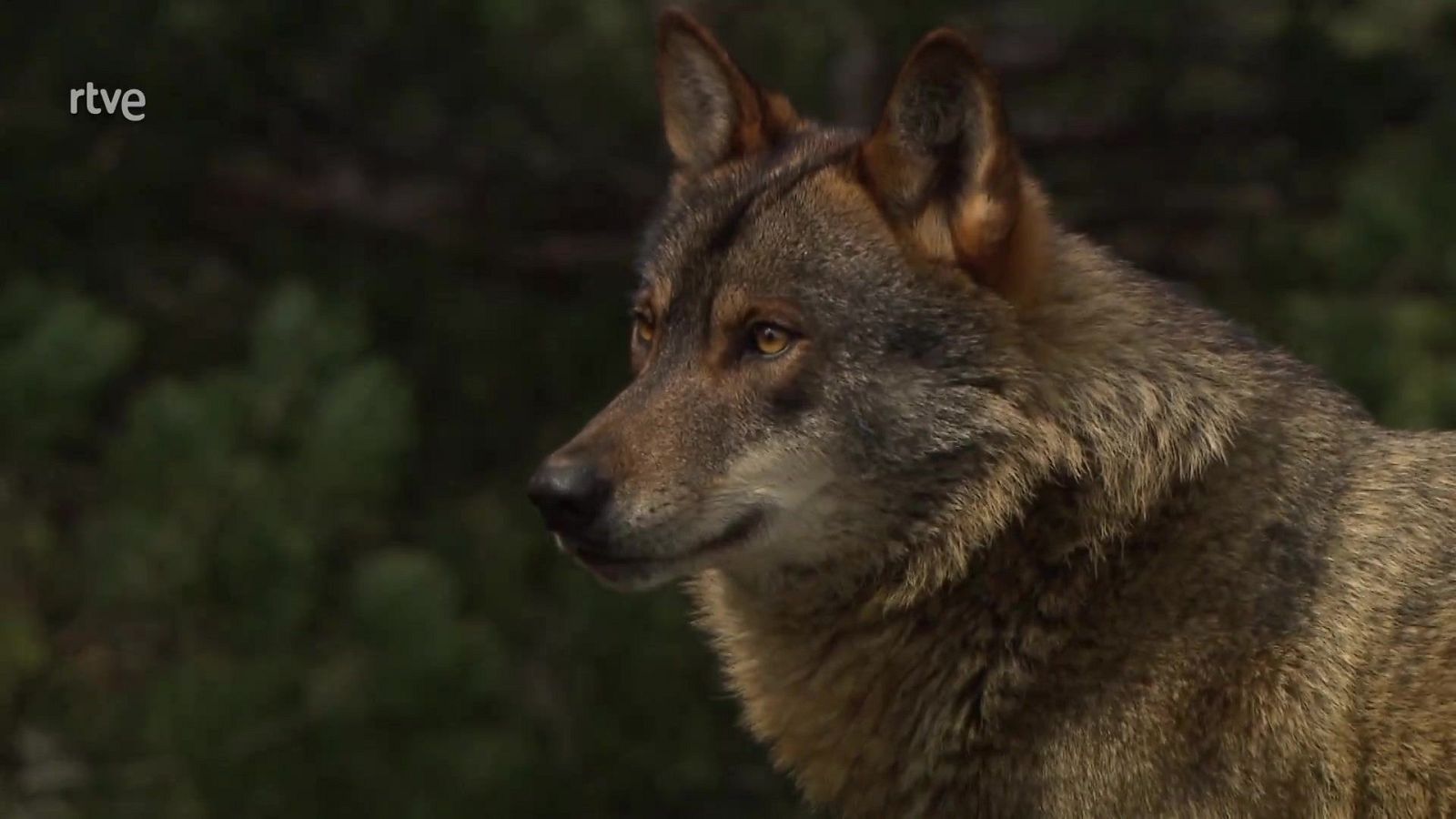 Jara y sedal - Vuelve la vida - Jara y sedal | Ver