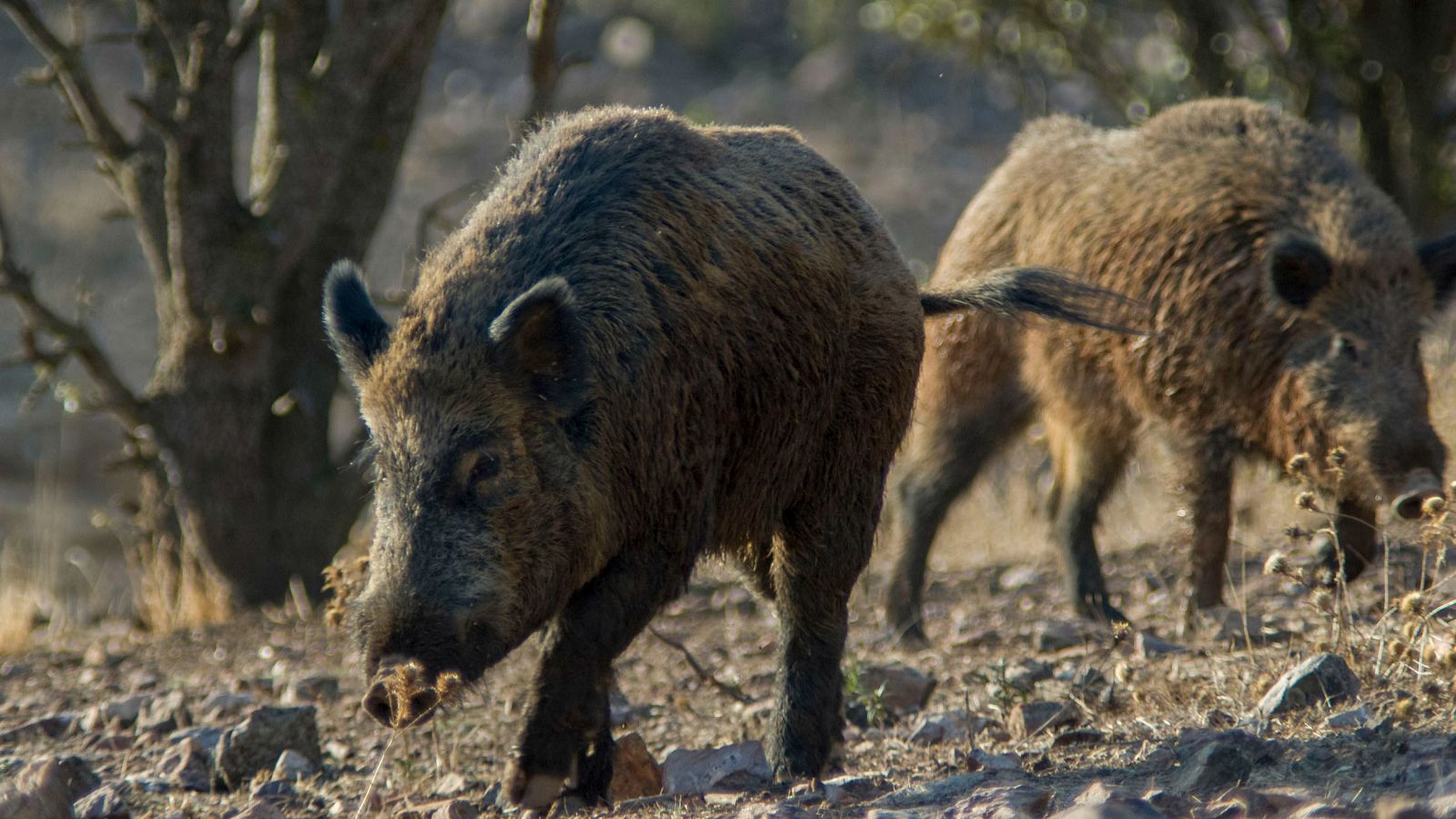 Telediario 1 en cuatro minutos 29/11/25- RTVE.es | Ver
