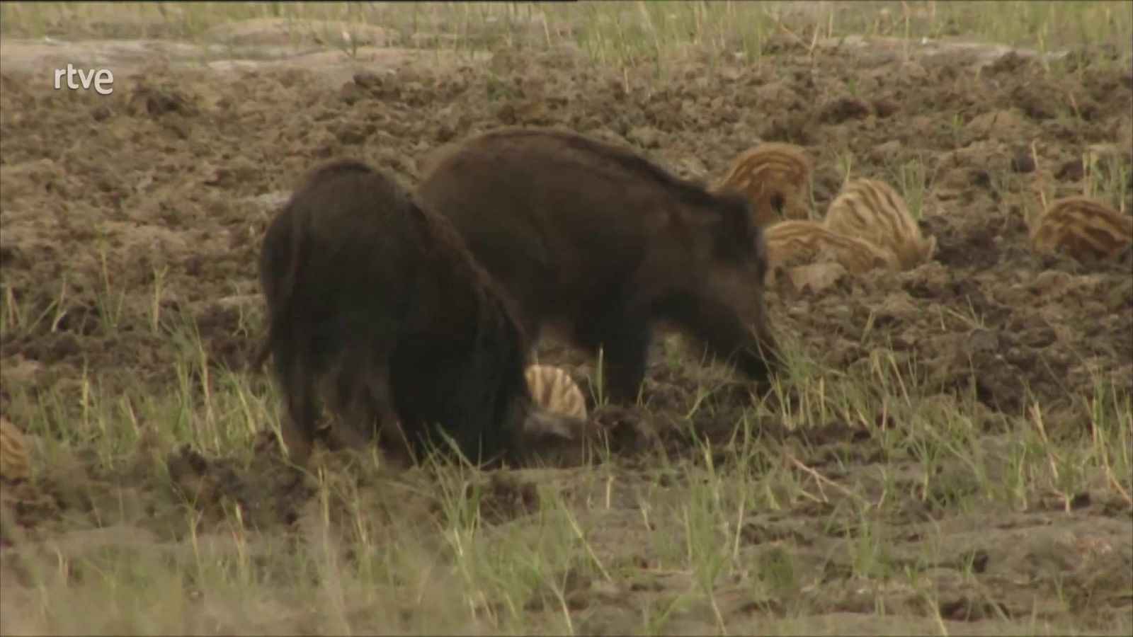 Telediario - 15 horas - 29/11/25 - Telediario Fin de Semana | Ver