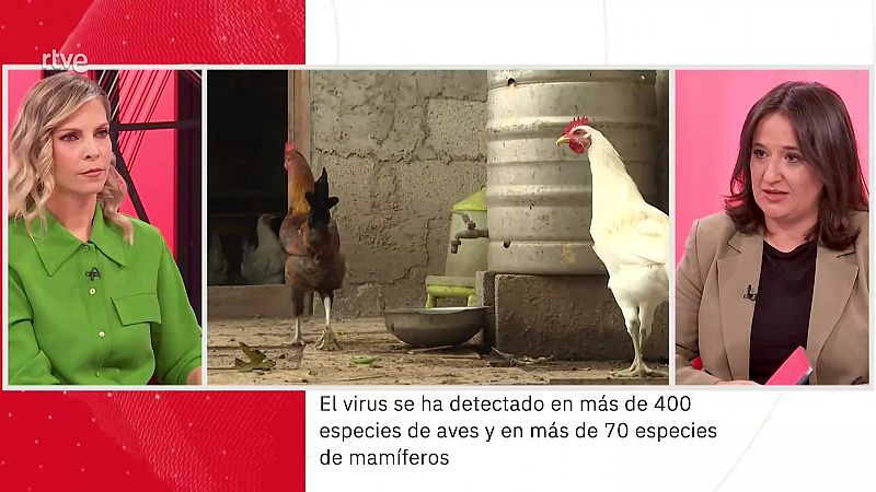 Elisa Pérez Ramírez. Gripe aviar | Ver