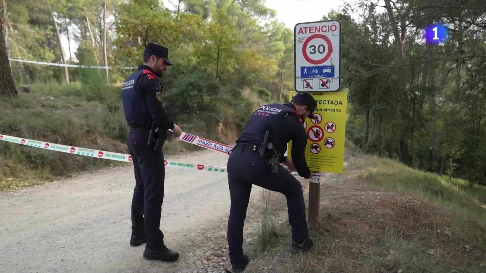La UME entra en acció a Collserola per frenar la pesta porcina africana