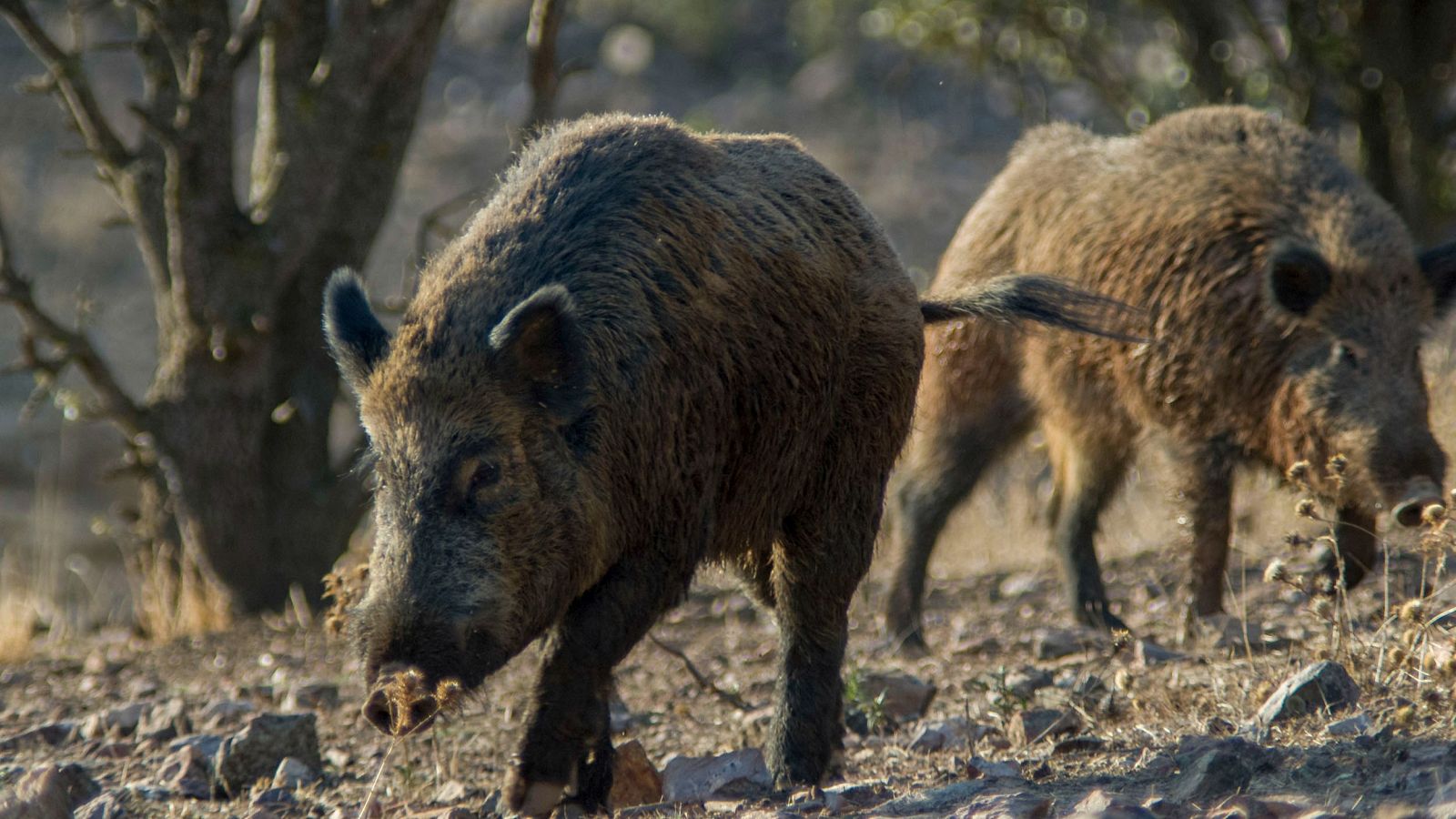 Brote de peste porcina en España: el virus solo afecta a jabalíes y sigue contenido | Ver
