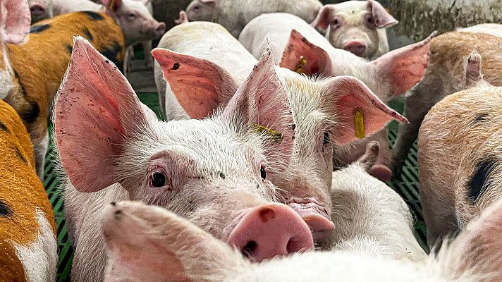 Telediario 1 - No hay vacuna para la peste porcina africana: los prototipos que existen aún no son seguros