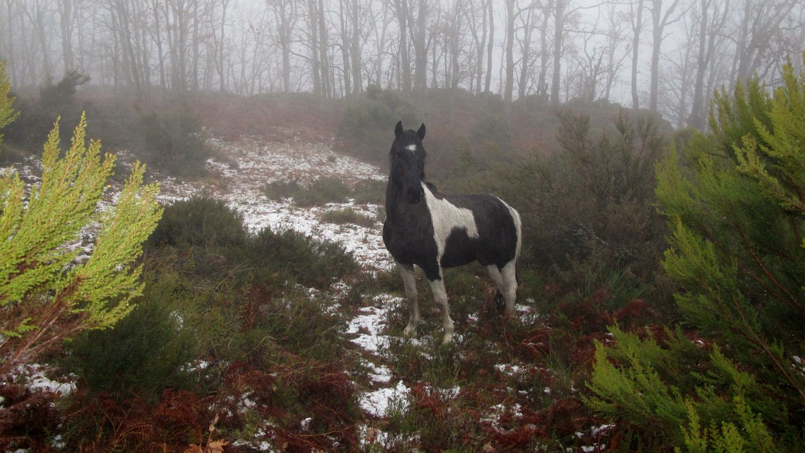 Salvajes - Episodio 1 - Salvajes | Ver