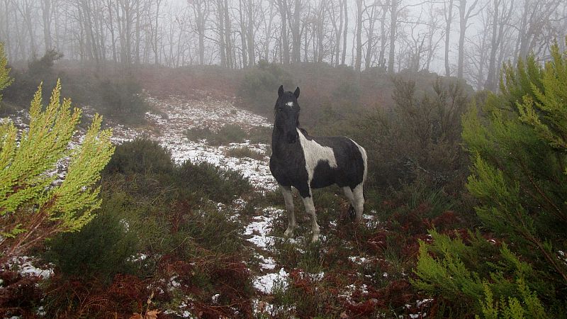 Salvajes - Episodio 1 - Salvajes | Ver