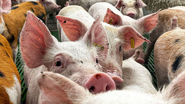 Telediario 2 - La peste porcina, un virus sin vacuna y muy transmisible entre animales