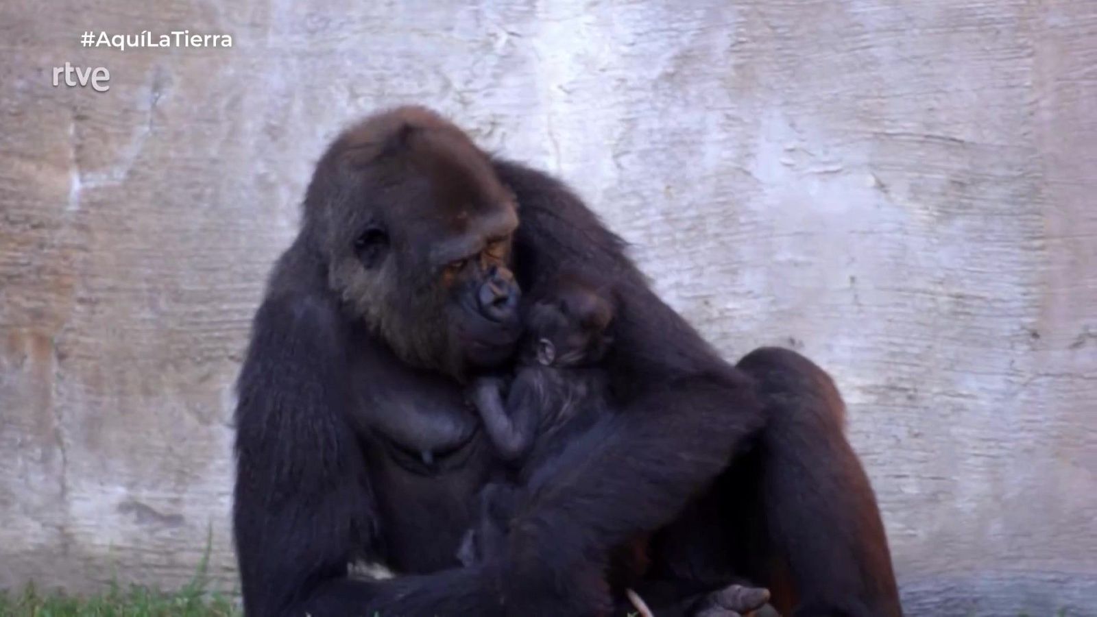 Aquí la Tierra - 01/12/25 - Aquí la Tierra | Ver