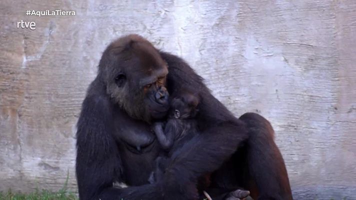 Aquí la Tierra - Aquí la Tierra - 01/12/25