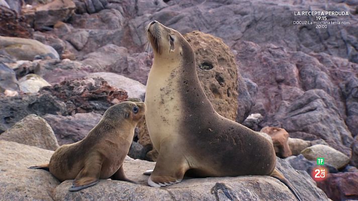 Som Documentals - Famílies animals sorprenents: Episodi 8