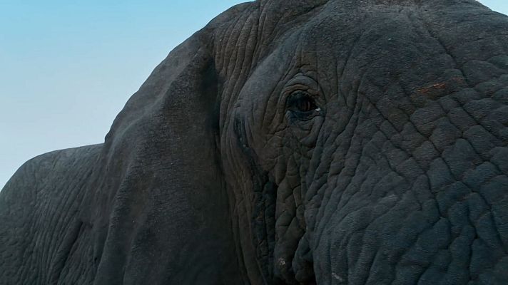 Dra. Fabiola Jones - Encuentro con un gigante: un elefante en el safari con la Doctora Fabiola Jones