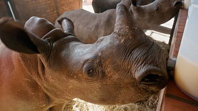 Intervenciones en la sabana: Por qu se vendan los ojos a los animales?