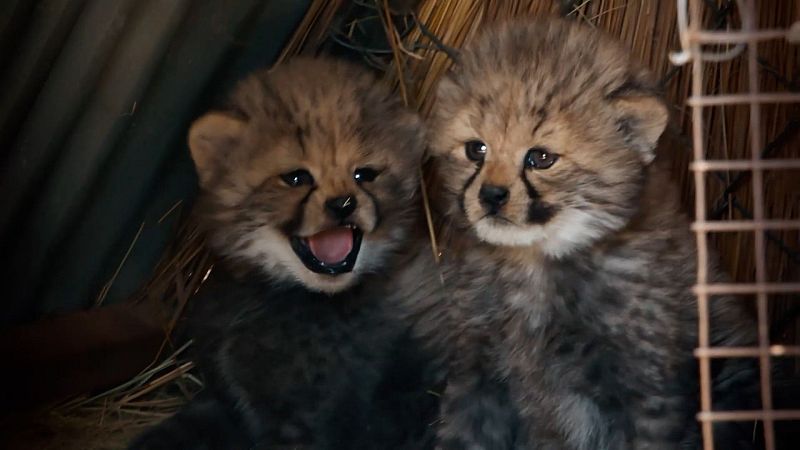 Dra. Fabiola Jones explica los retos de los guepardos - Dra. Fabiola Jones | Ver