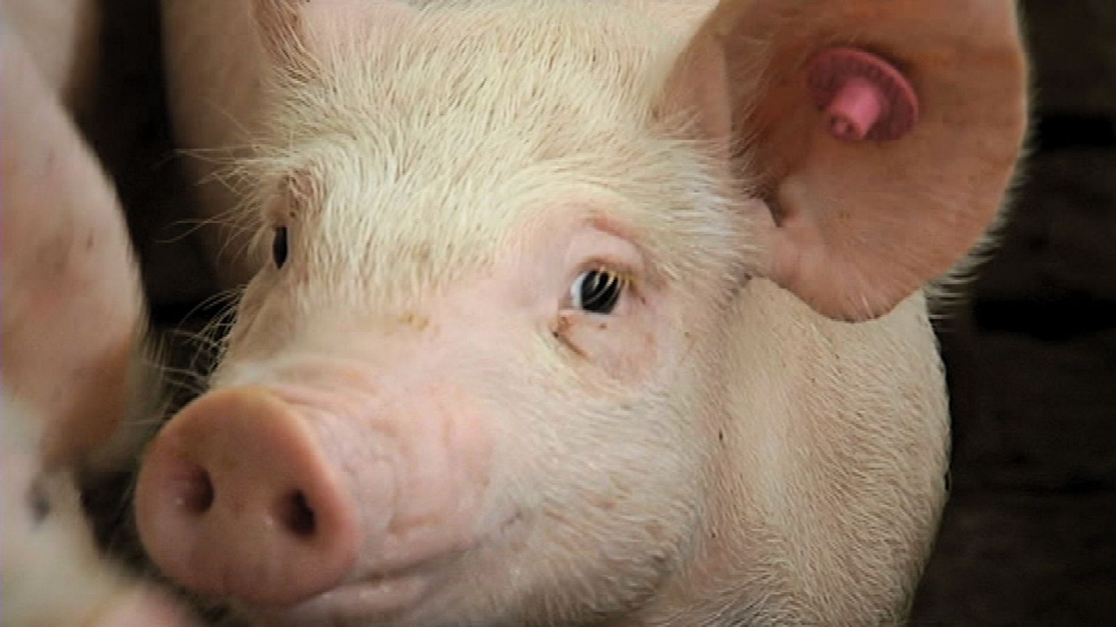 Històrica caiguda del preu de la carn de porc per la PPA - L'Informatiu | Veure