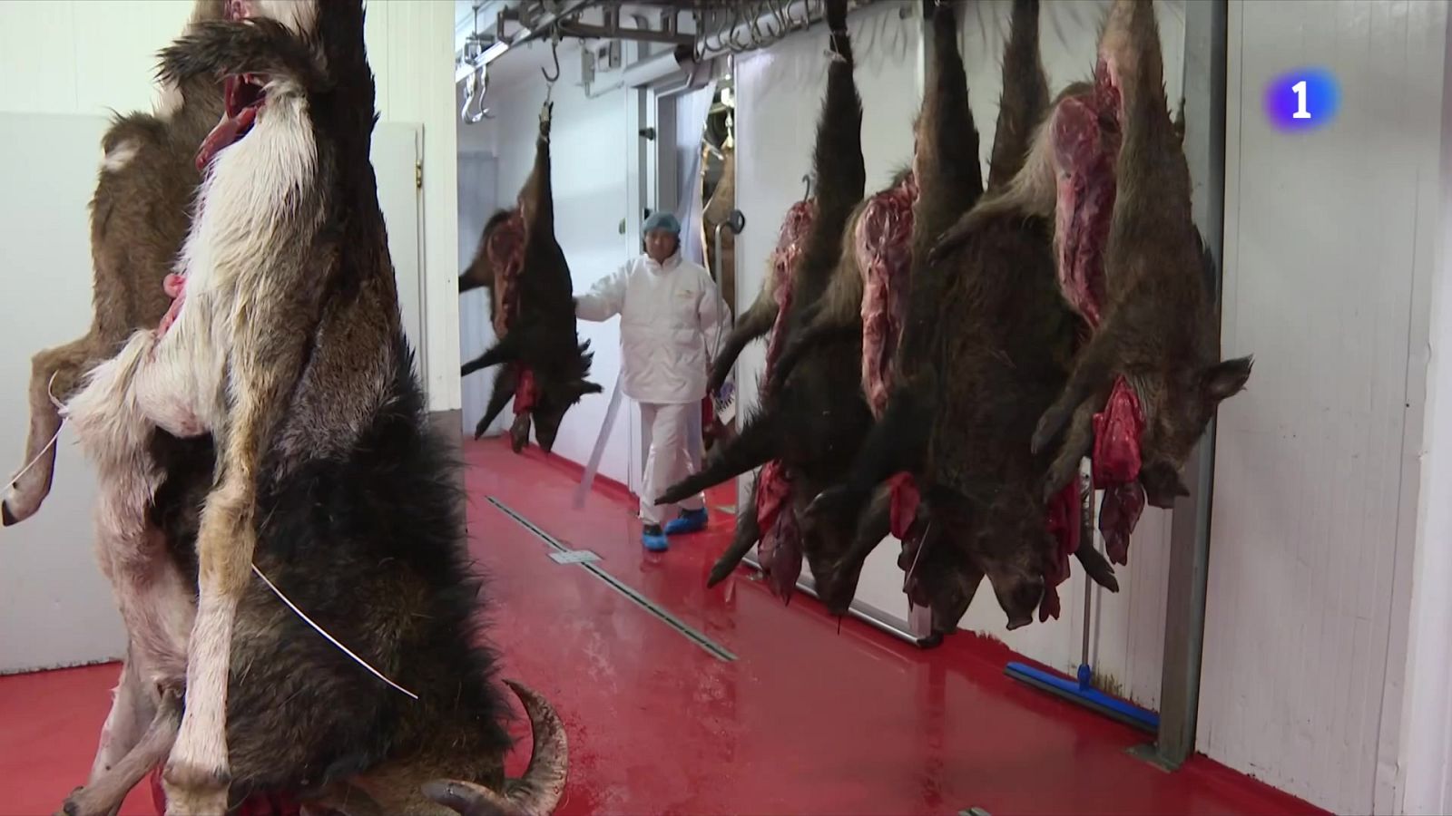 La carn de senglar és segura i l'activitat dels escorxadors segueix - L'Informatiu | Veure