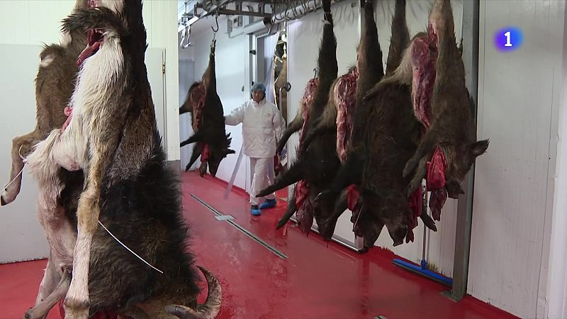 La carn de senglar és segura i l'activitat dels escorxadors segueix - L'Informatiu | Veure