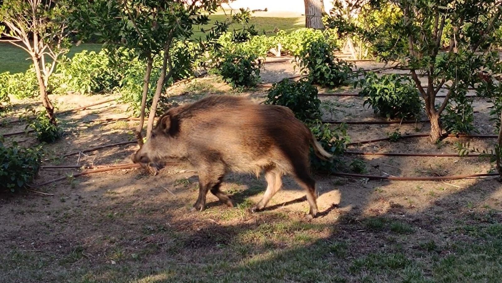 Ya son nueve los jabalíes salvajes infectados por la peste porcina africana - Telediario 2 | Ver