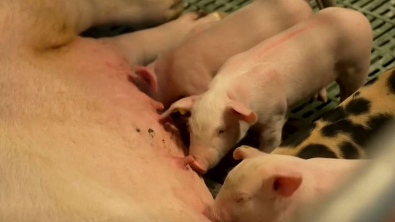 La experiencia de Italia con la peste porcina africana