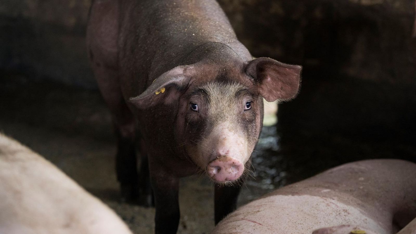 El virus de la peste porcina africana, en Europa - Telediario 2 | Ver