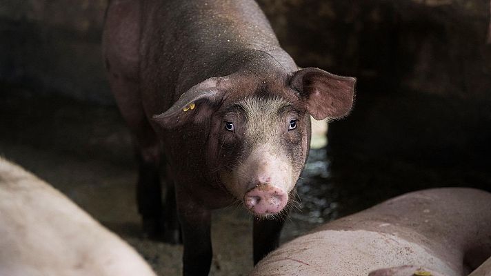 Telediario 2 - El virus de la peste porcina africana, en Europa