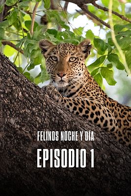Episodio 1