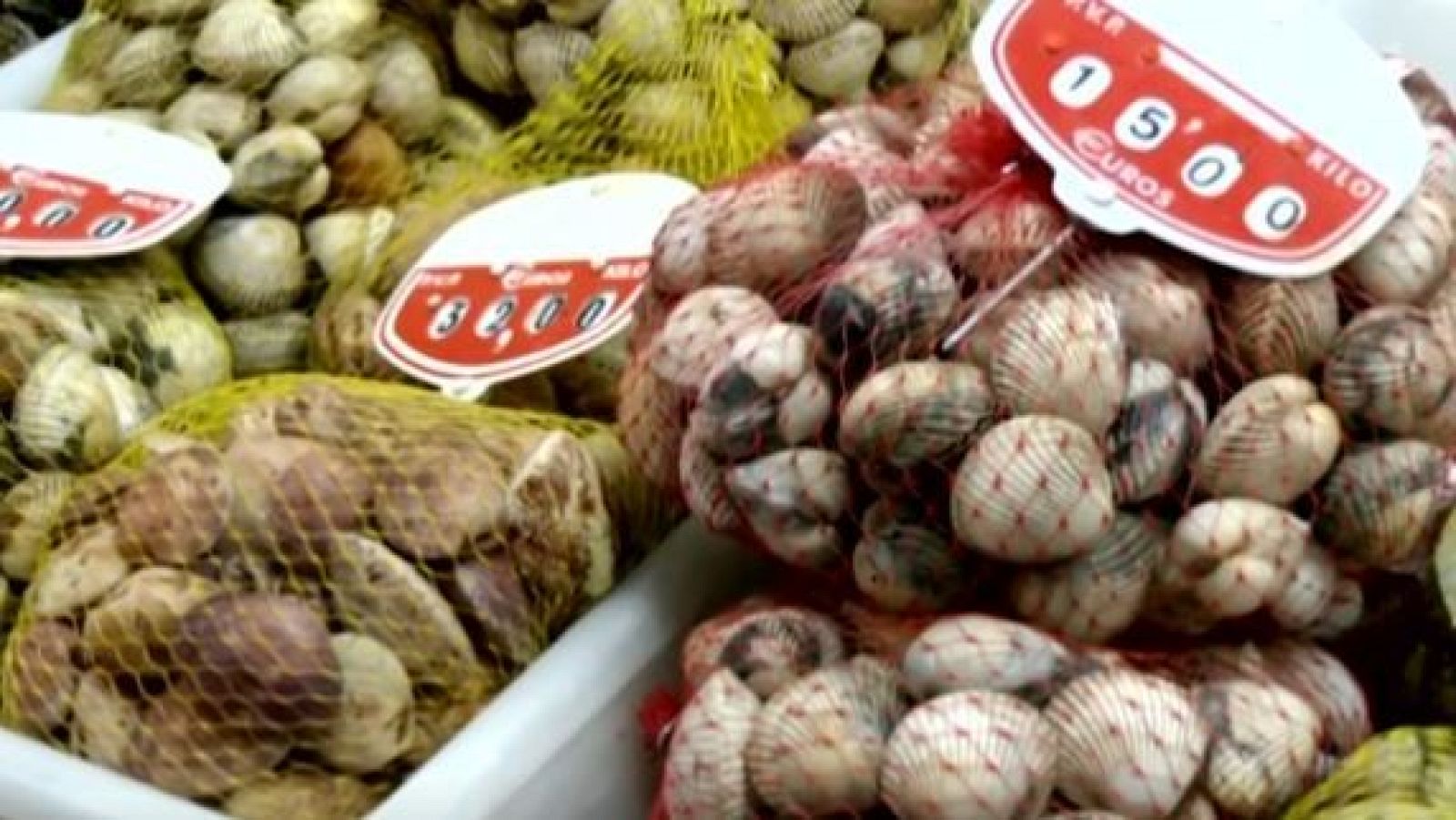 Algunas especies del marisco gallego caen en su producción hasta el 93% - Directo al grano | Ver