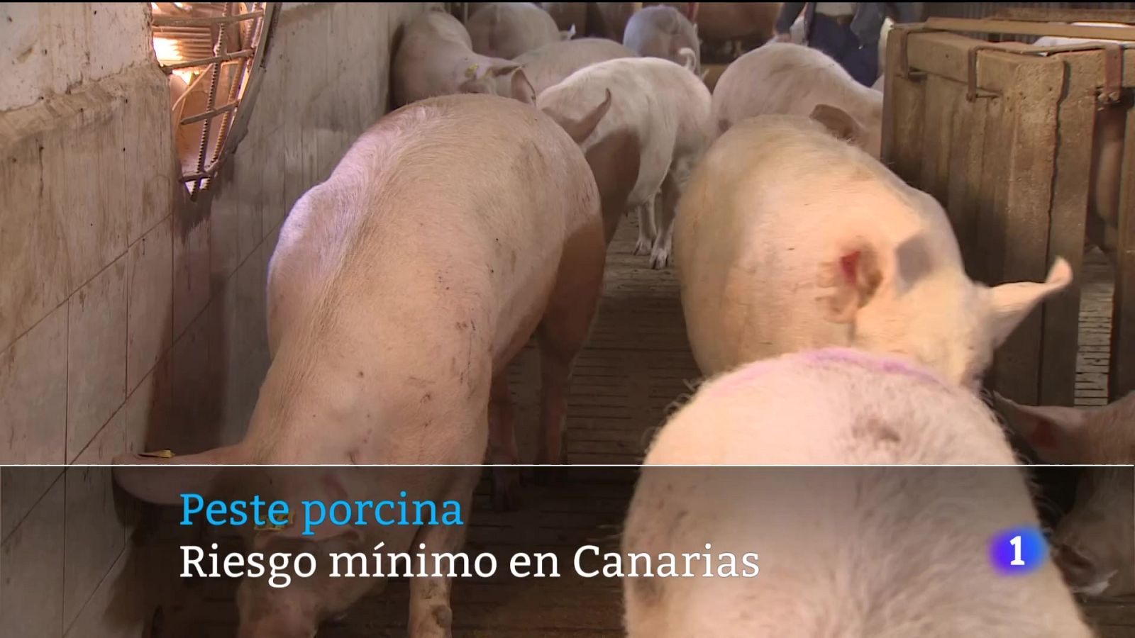 Canarias en 2´- 03/12/2025 | Ver