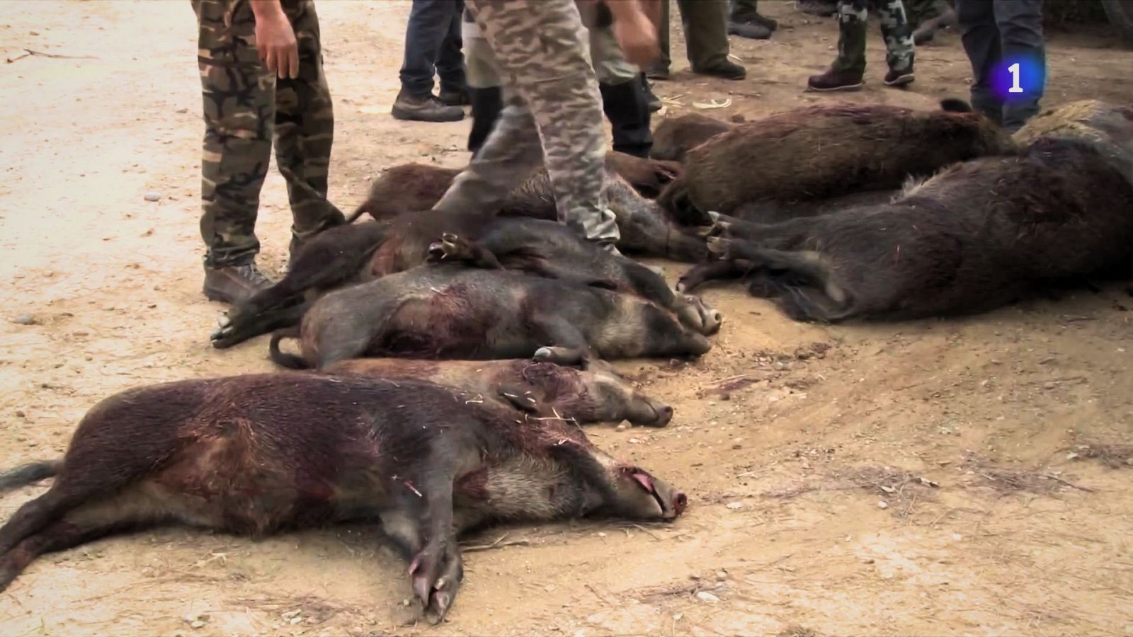 El Govern admet una superpoblació de 200.000 senglars - L'Informatiu | Veure