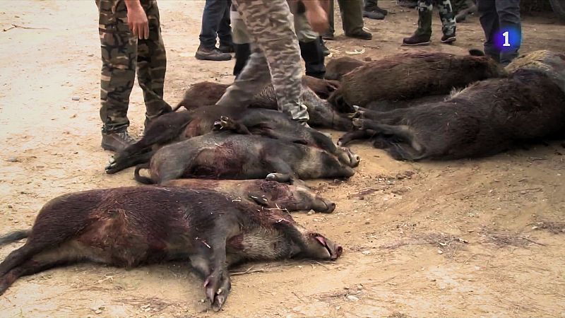 El Govern admet una superpoblació de 200.000 senglars