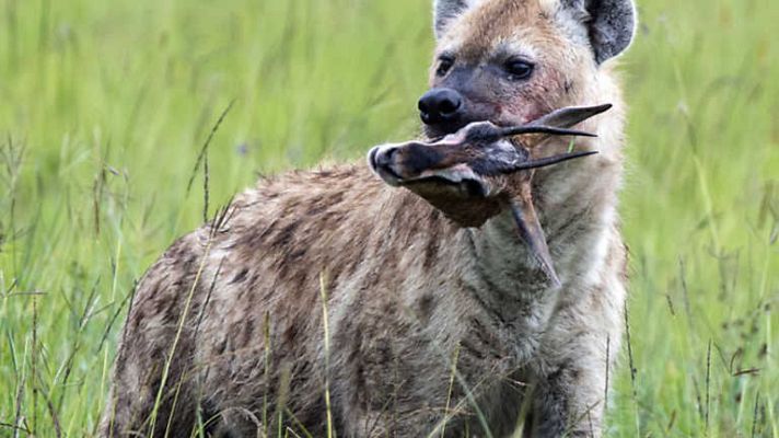 Grandes documentales - La hiena, la reina del Masai Mara