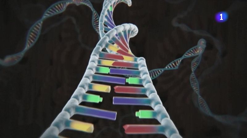 Els mapes genètics, claus per entendre i tractar malalties - L'Informatiu | Veure