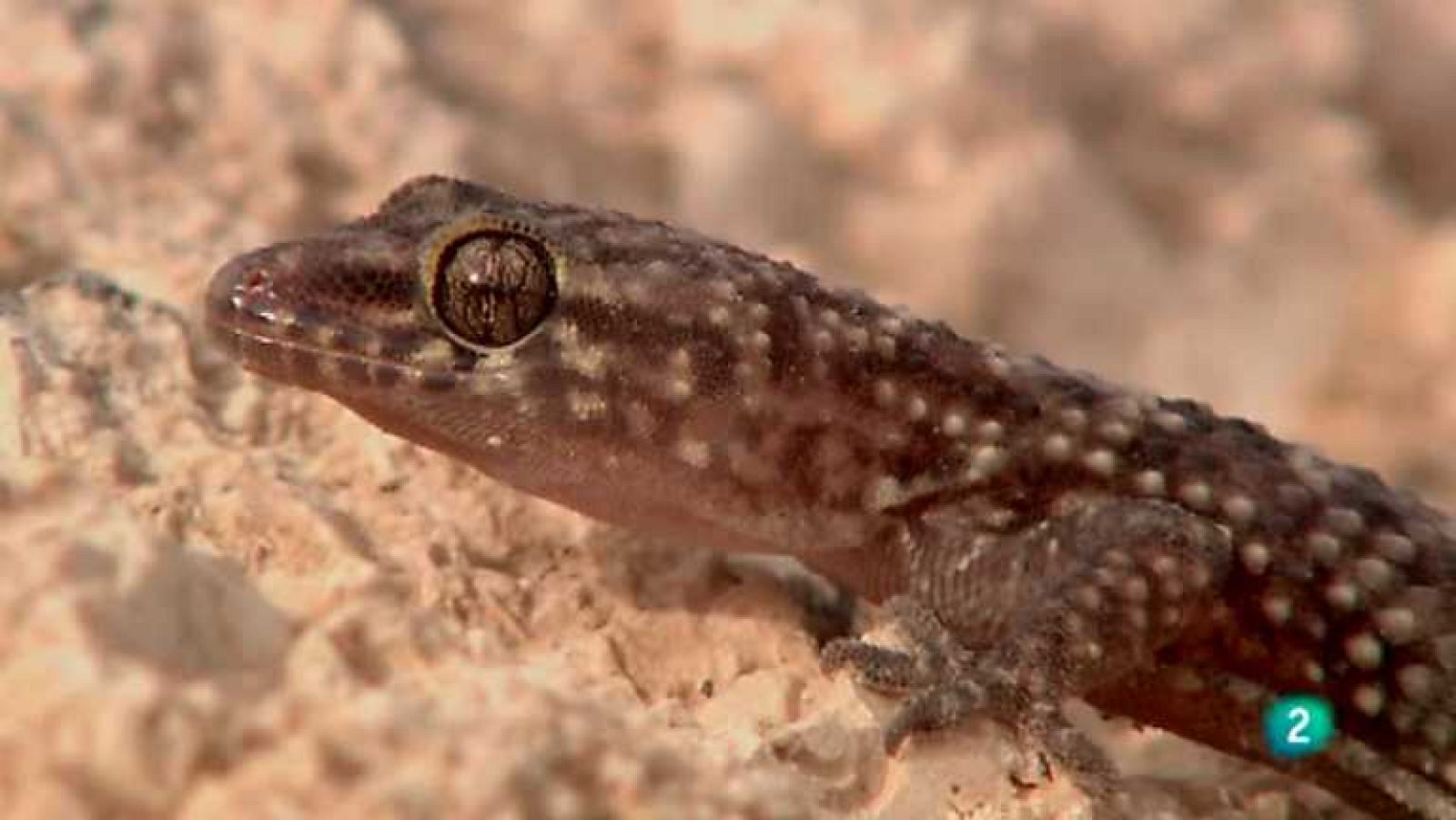 Biodiario - 06/02/13  - Ver ahora