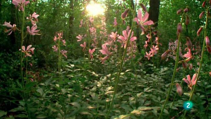 Grandes documentales - El reino de los bosques