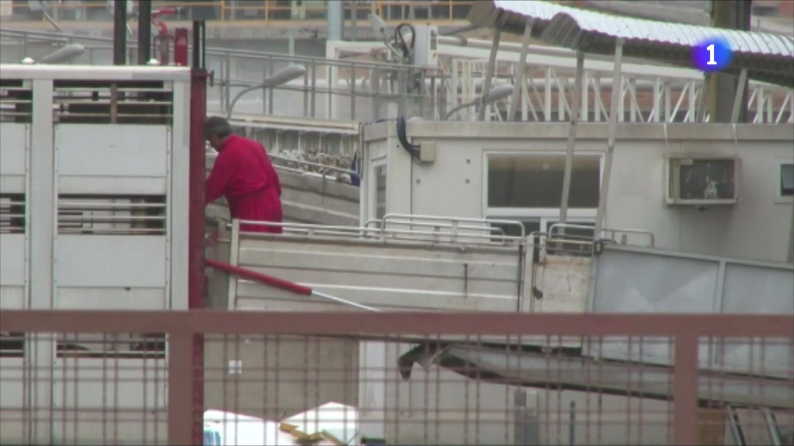 Osona es queda fora de les restriccions de la UE per la pesta porcina